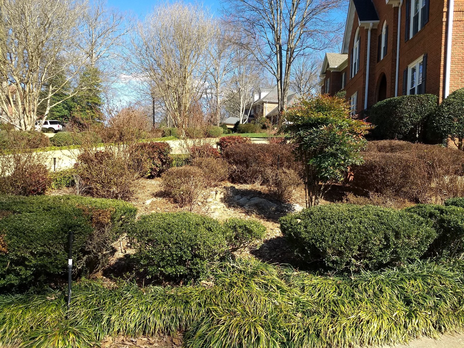 Before stump grinding project 2