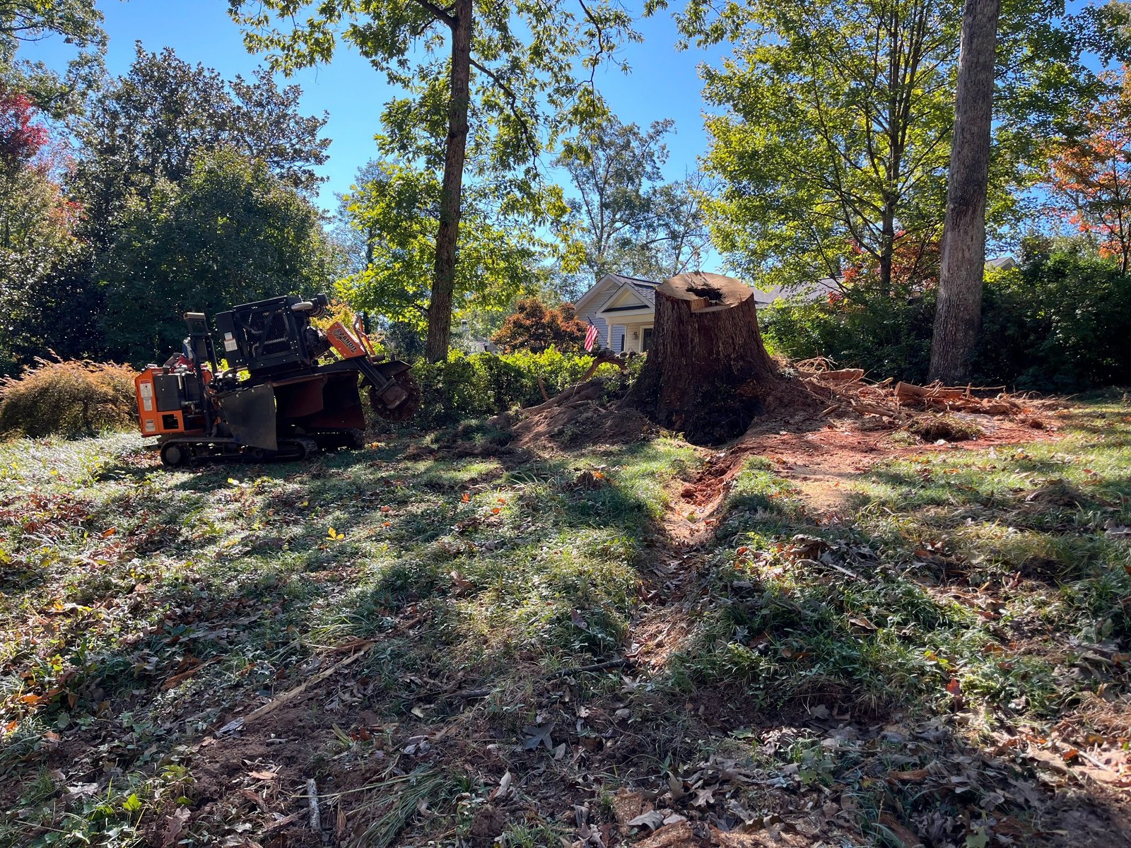 Before stump grinding in Spartanburg SC