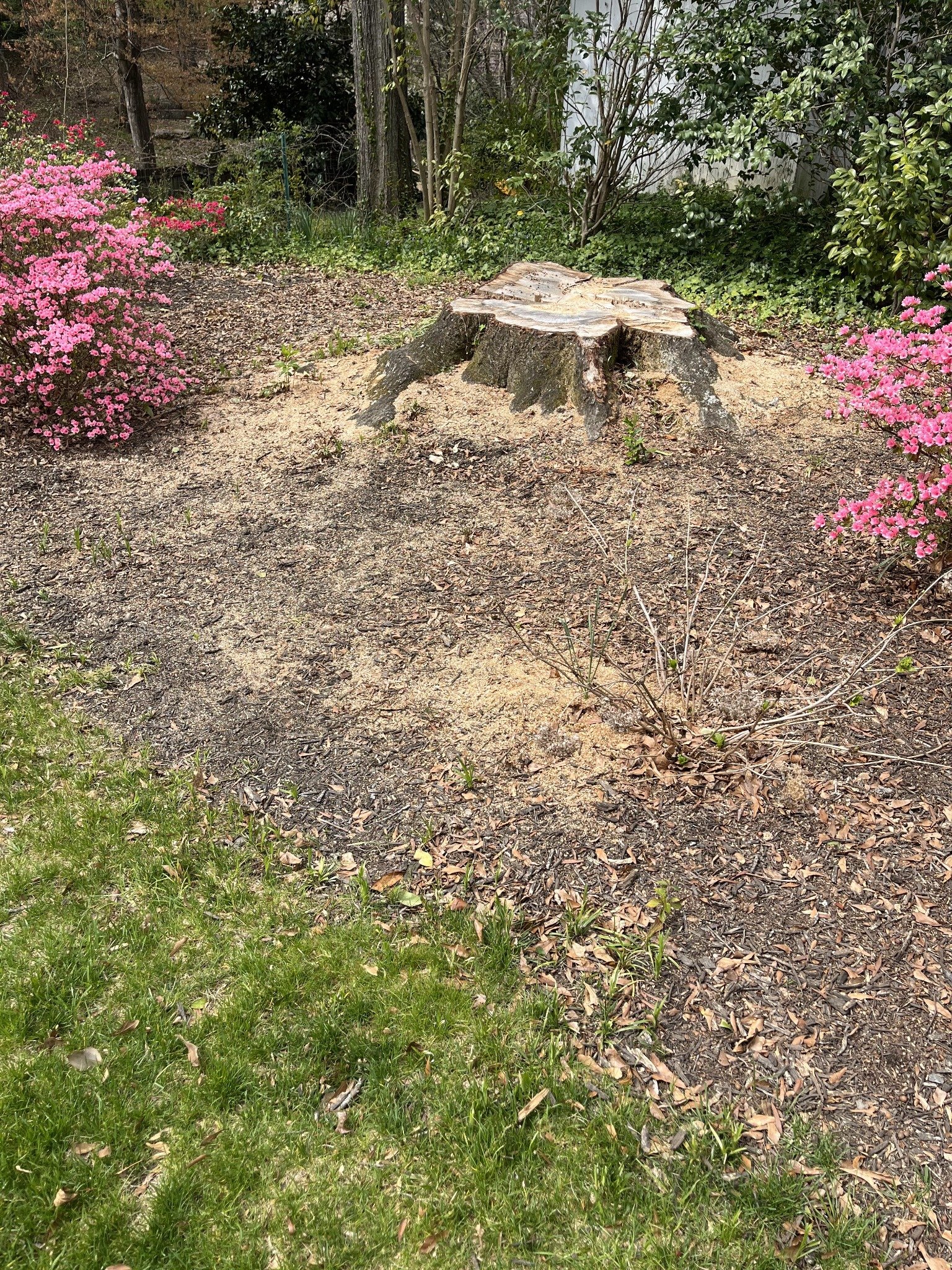 Before stump grinding in Taylors, SC